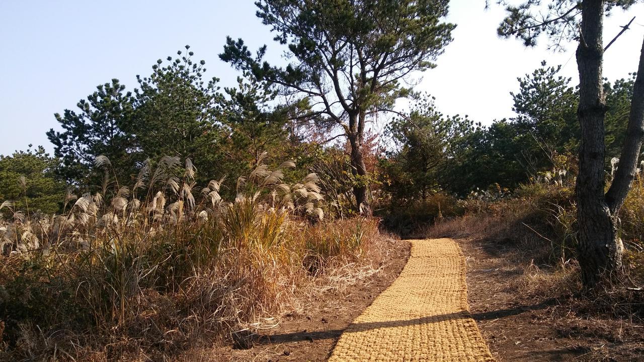 Jeju Youth Hostel Εξωτερικό φωτογραφία